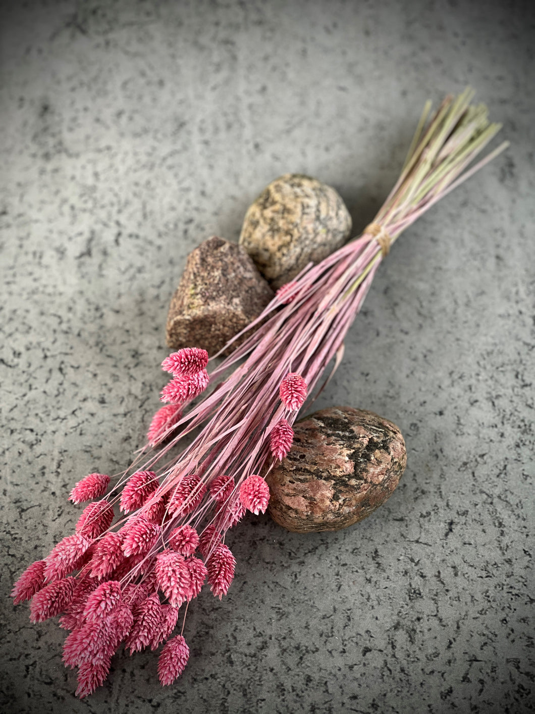 Lyserød Phalaris